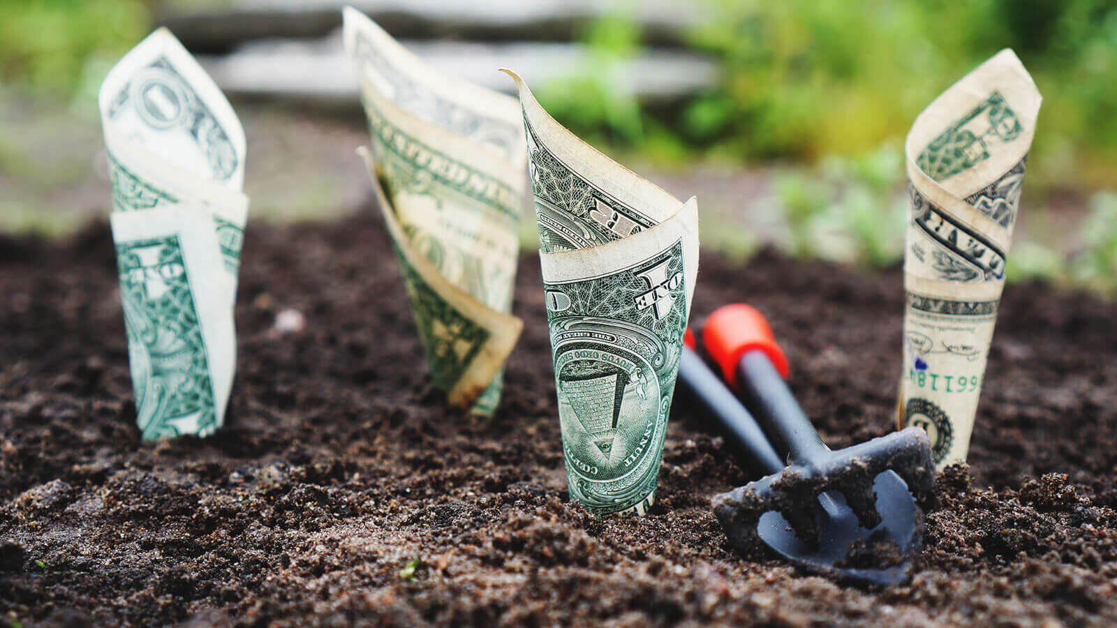 Money is rolled up and planted in soil