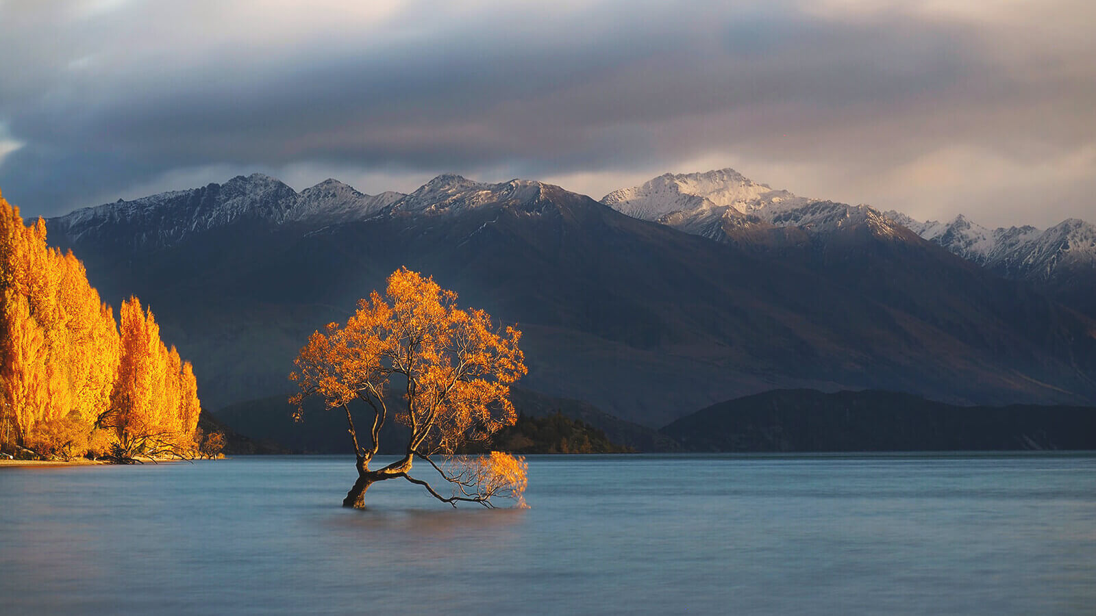 A tree with bright yellow leaves surrounded by water with a large mountain scape on the horizon.