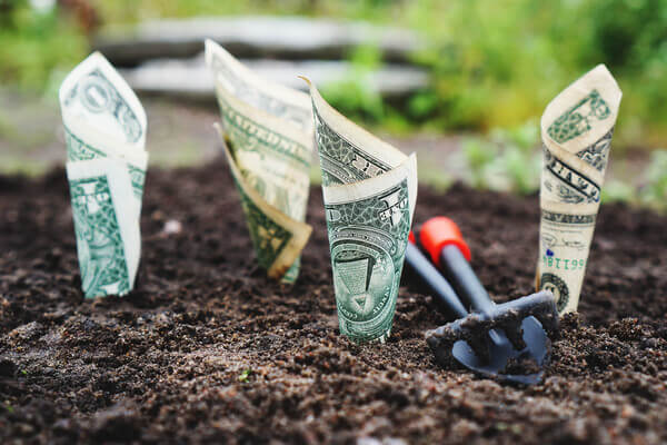 Money is rolled up and planted in soil