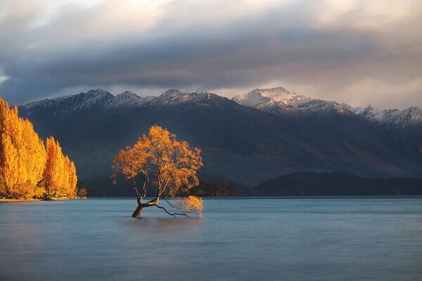 A tree with bright yellow leaves surrounded by water with a large mountain scape on the horizon.