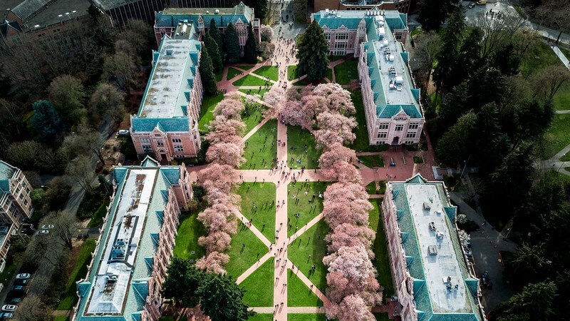 A photo of the campus at the University of Washington with cherry blossoms in bloom. 