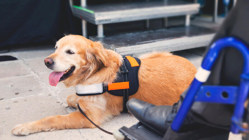 Bergin University of Canine Studies