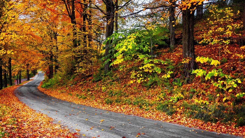 New England Small College Athletic Conference Colleges