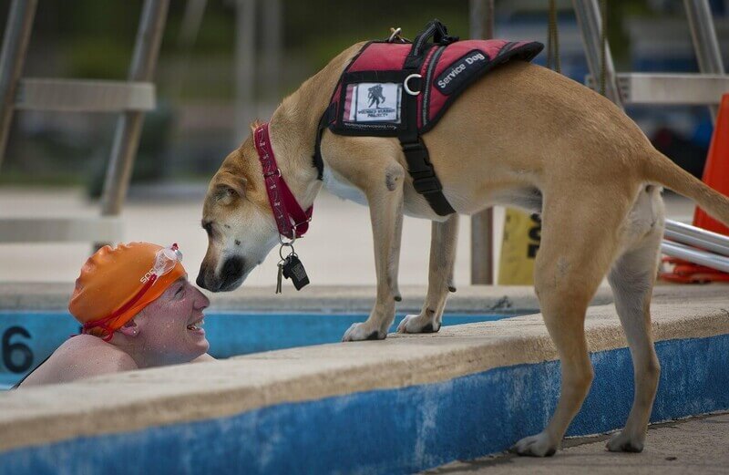 a swimmer is at the side of the pool looking up towards a support canine